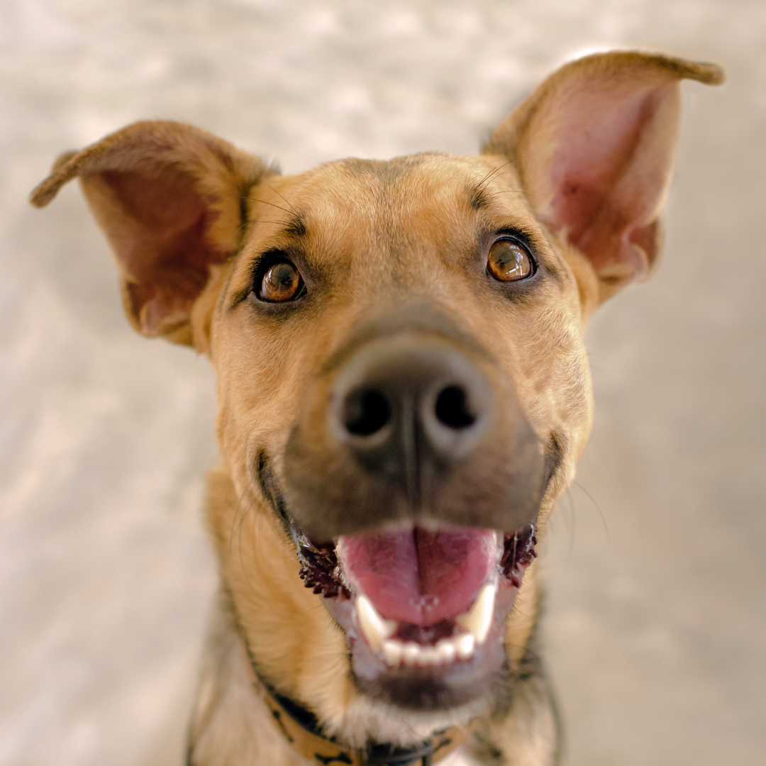 Happy Heel Control Harness