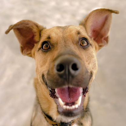 Happy Heel Control Harness