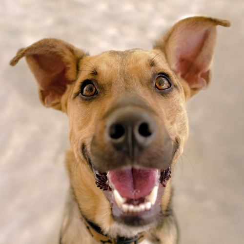 Happy Heel Control Harness