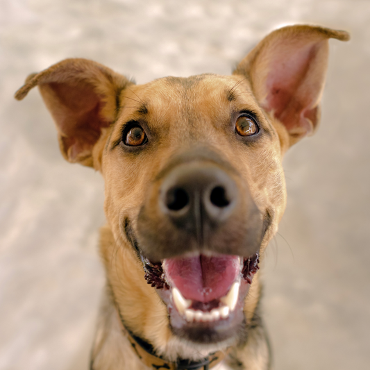 Happy Heel Control Harness